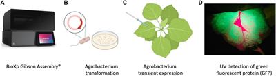 Plant production of high affinity nanobodies that block SARS-CoV-2 spike protein binding with its receptor, human angiotensin converting enzyme
